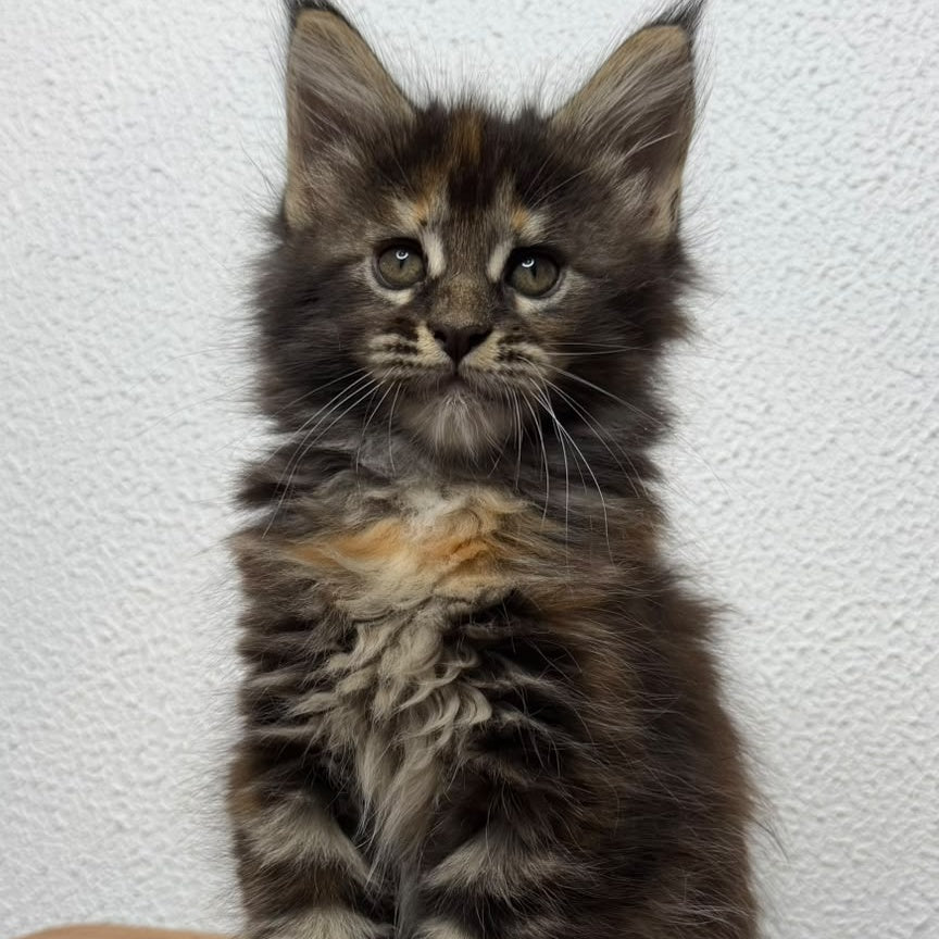 Bernadette Maine Coon female, black tortie tabby
