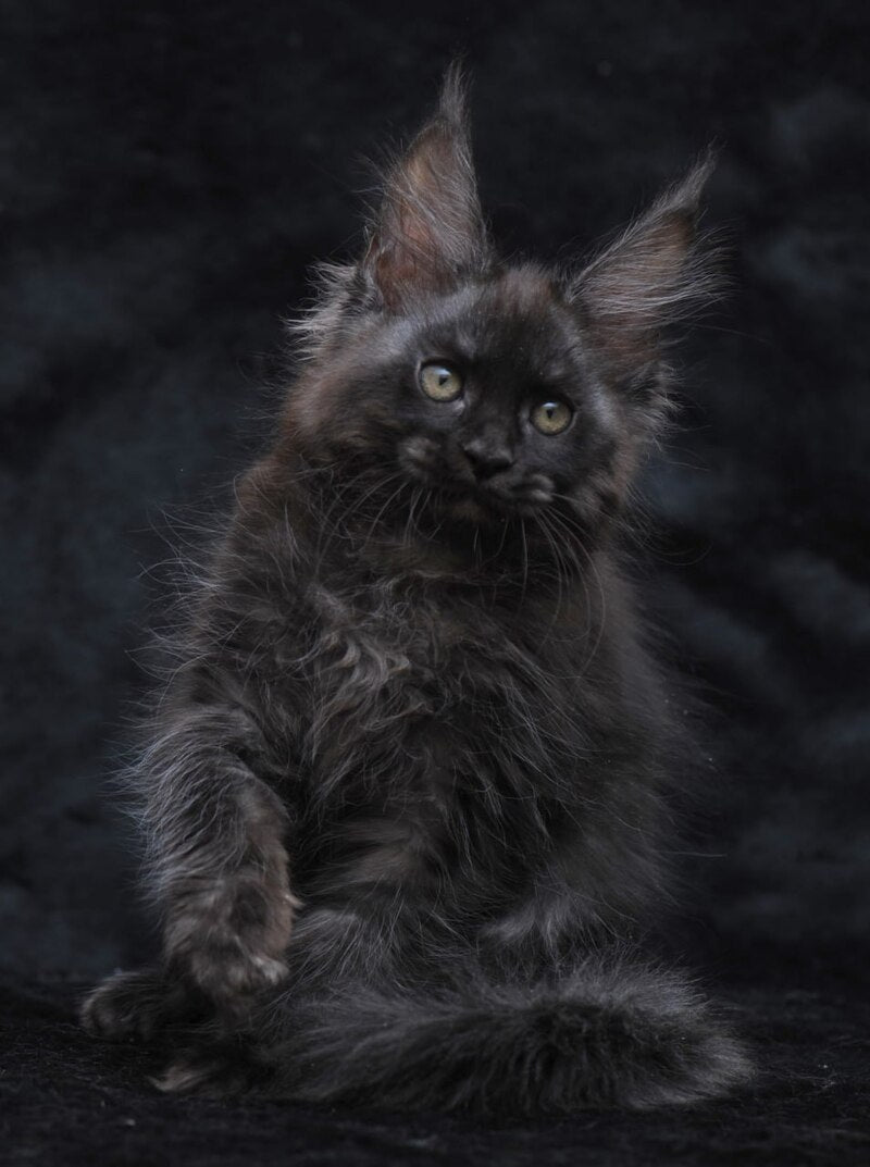 Platon Maine Coon male, black silver