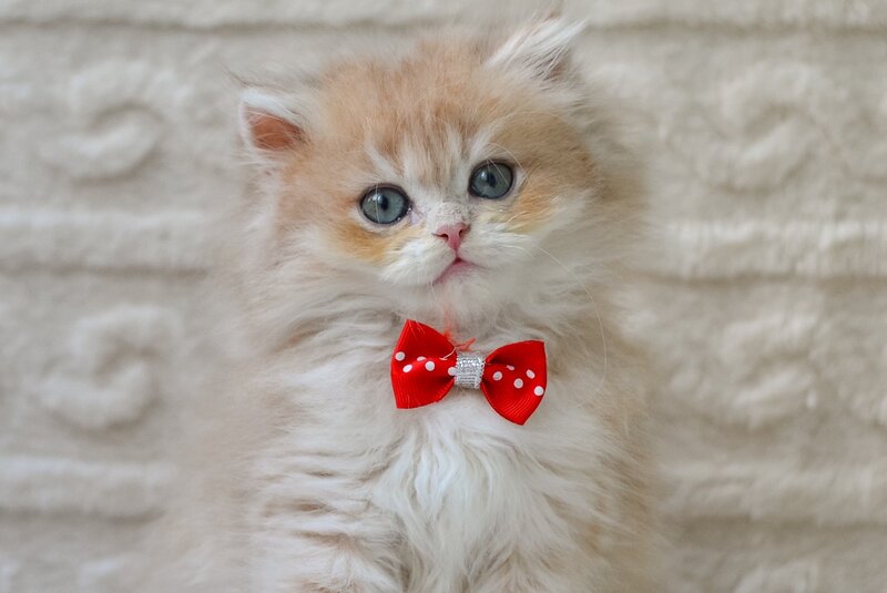 Elio British Longhair male, blue golden shaded