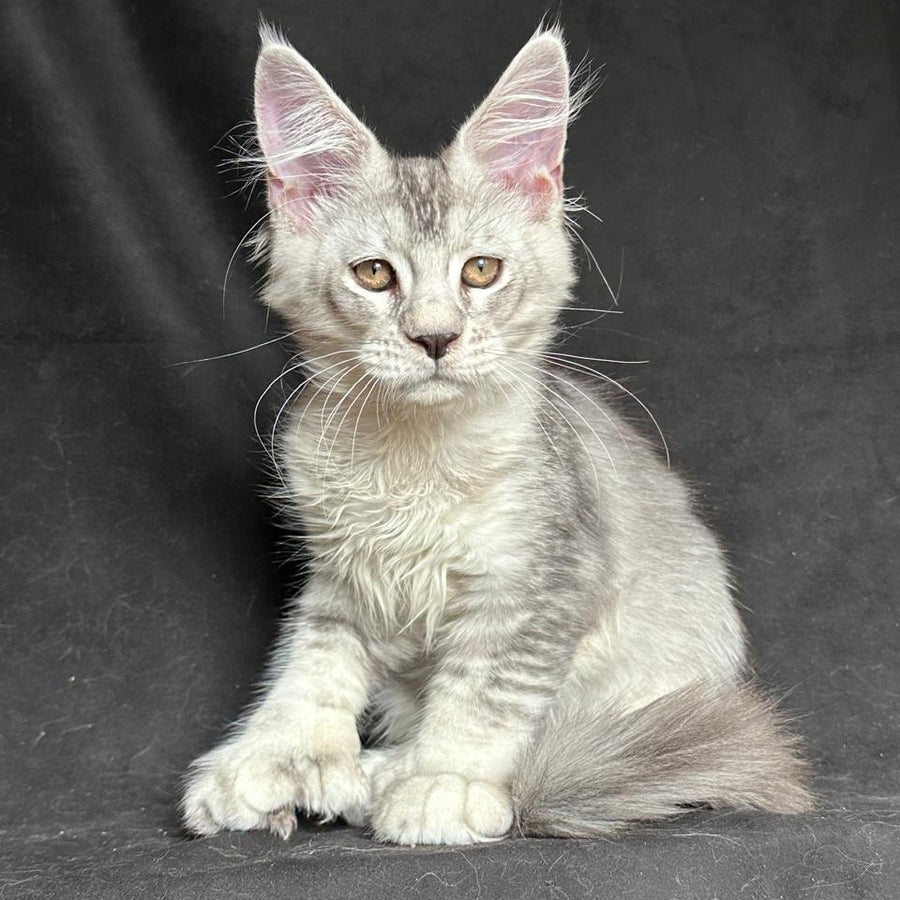 Jet Maine Coon polydactyl 6x6x6x6 male, black silver ticked tabby