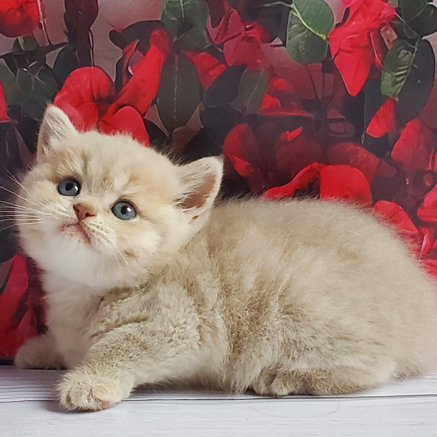 Holden British Shorthair male, lilac golden shaded
