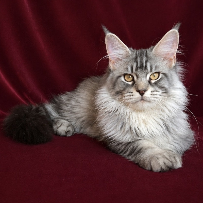 Hoarfrost Maine Coon male, black silver ticked tabby