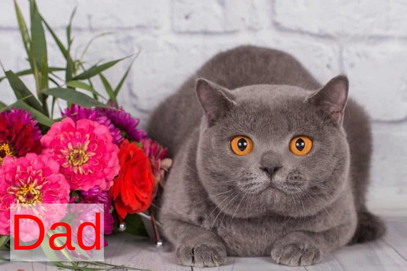 Caitlin British Shorthair female, blue