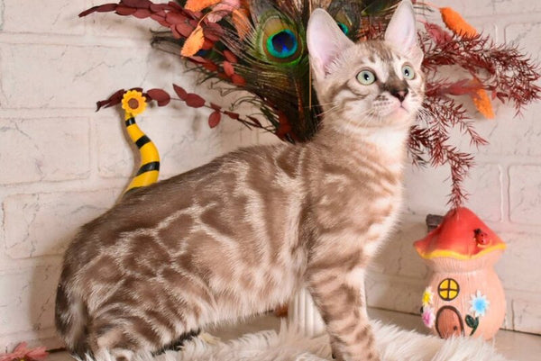 Ponchik Bengal male snow mink charcoal - live animals