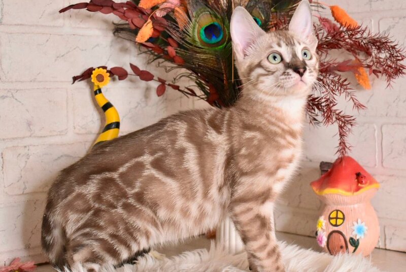 Ponchik Bengal male snow mink charcoal - live animals