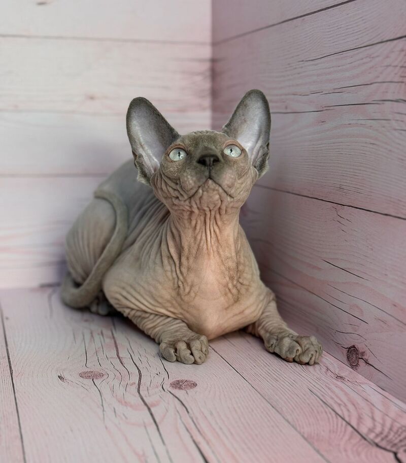 Aslan Canadian Sphynx male, blue pointed