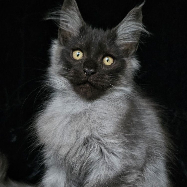 Silver Maine Coon male, black silver