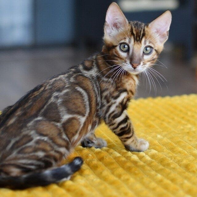 Anthey Bengal male, black spotted tabby