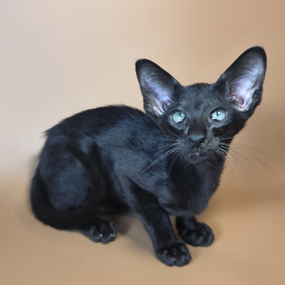 Lupin Siamese male, black