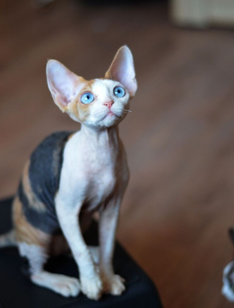 Romashka Devon Rex female black tortie bicolour - live animals