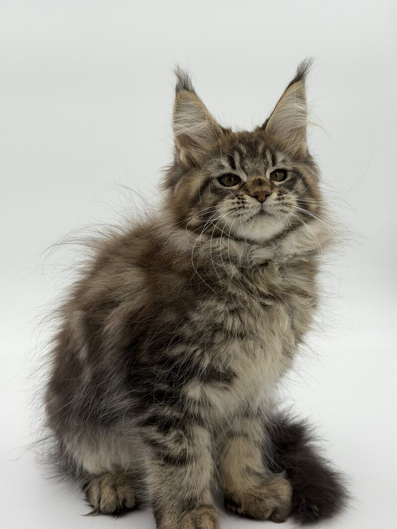 Katran Maine Coon male black tabby - live animals