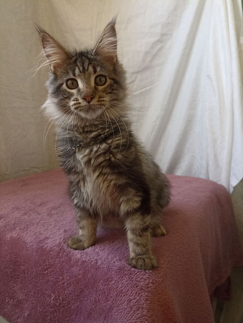 Yara Maine Coon female, black silver tabby