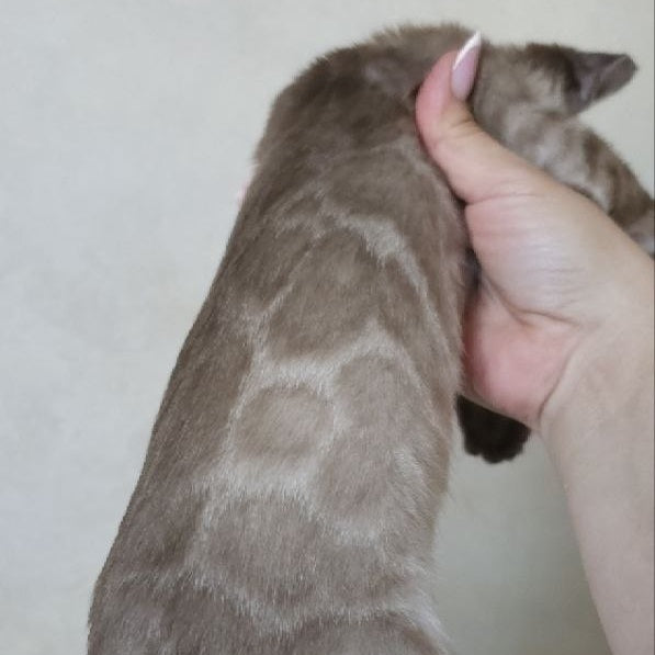Nutela Bengal female, black pointed spotted tabby