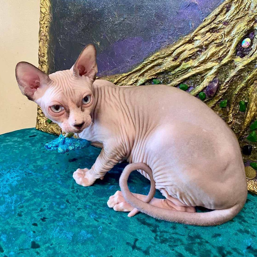 Max Canadian Sphynx male, blue bicolour pointed