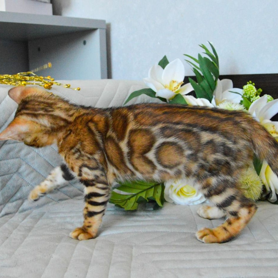 Odysseus Bengal male, black spotted tabby
