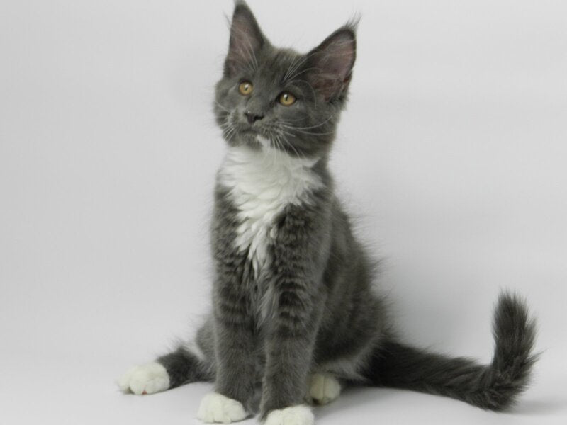 Daisy Maine Coon female, blue bicolour