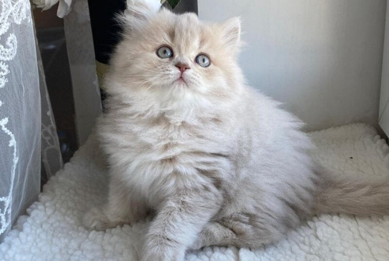 Jenny British Longhair female, lilac golden shaded