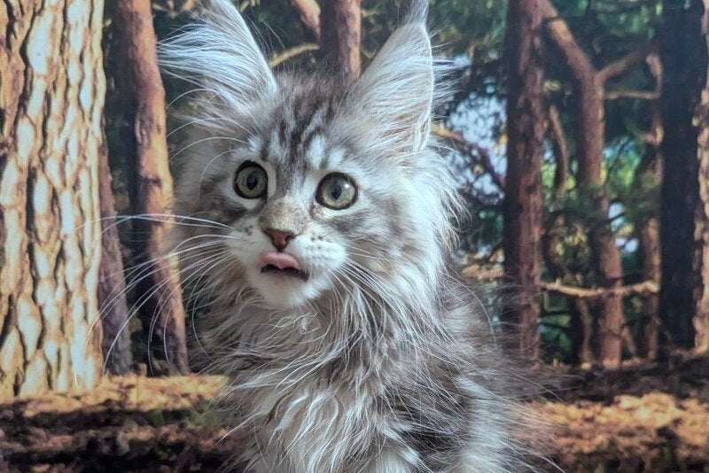 Ursalina Maine Coon female, black silver tabby