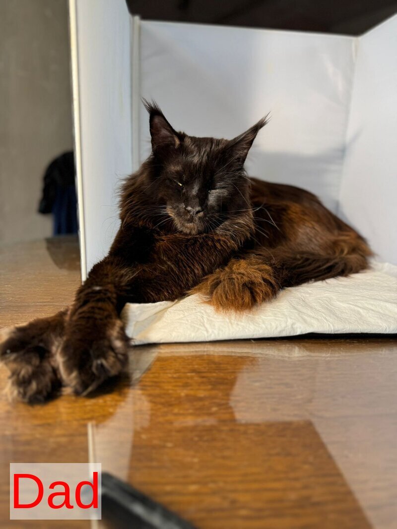 Floyd Maine Coon male, blue tabby
