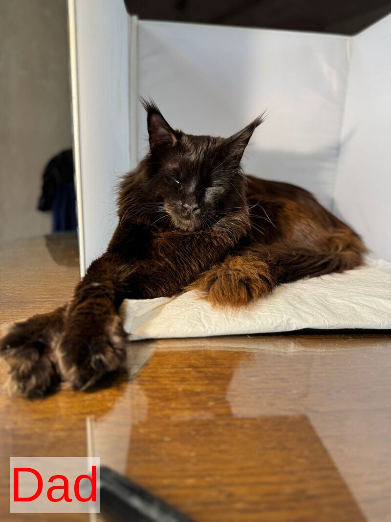 Fiona Maine Coon polydactyl female, blue tortie spotted tabby