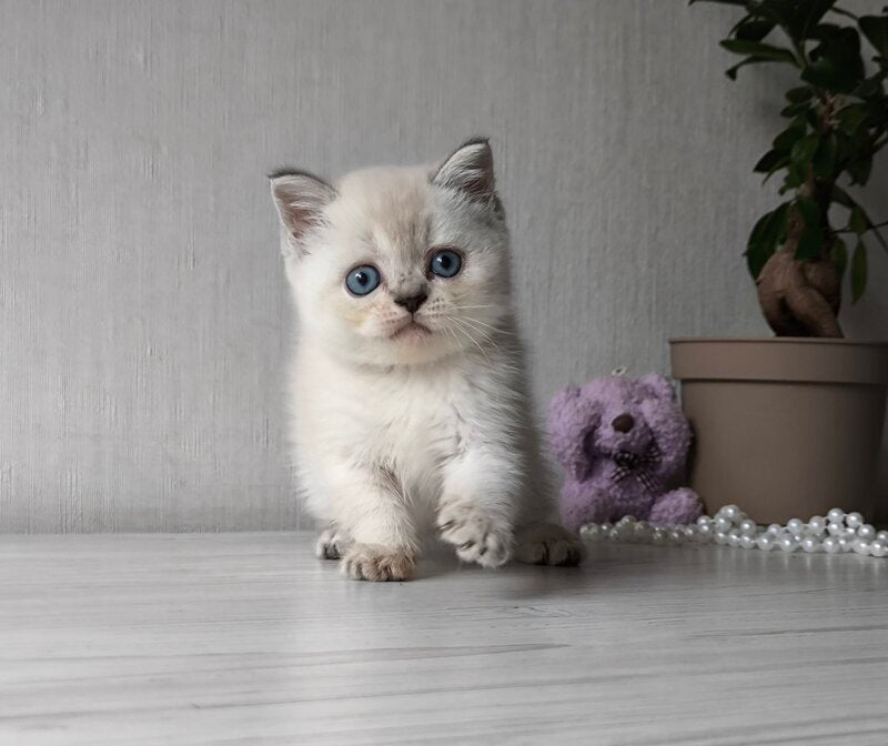 Hani Scottish Straight female, black tabby pointed