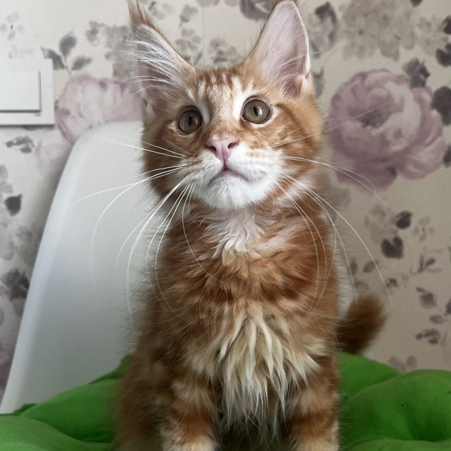 Saimon Maine Coon male, red tabby