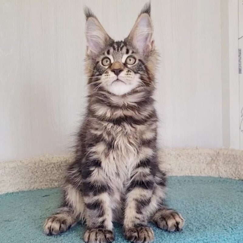 Kevin Maine Coon male, black tabby