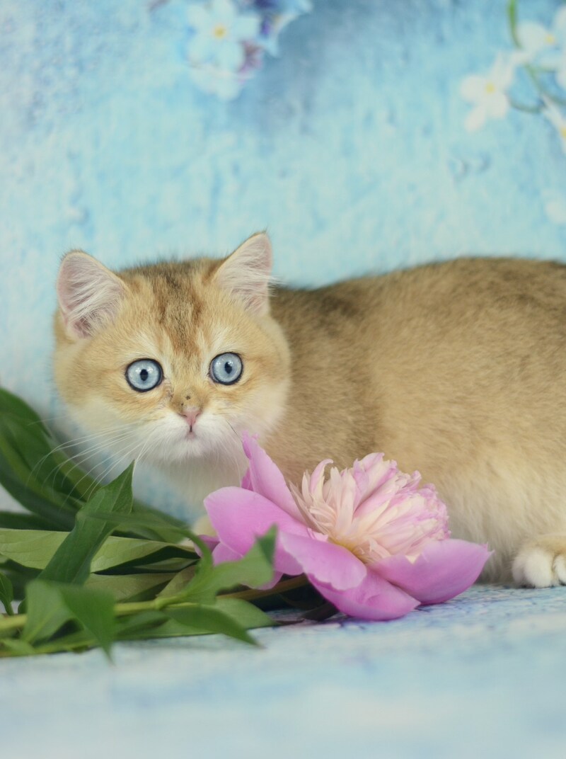 Diana British Shorthair female, black golden shaded with white