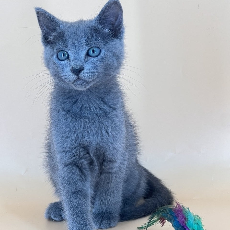 Kai Russian Blue male, blue