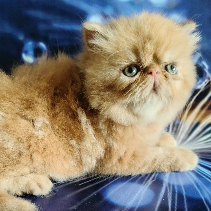 Simona Persian female, red tabby