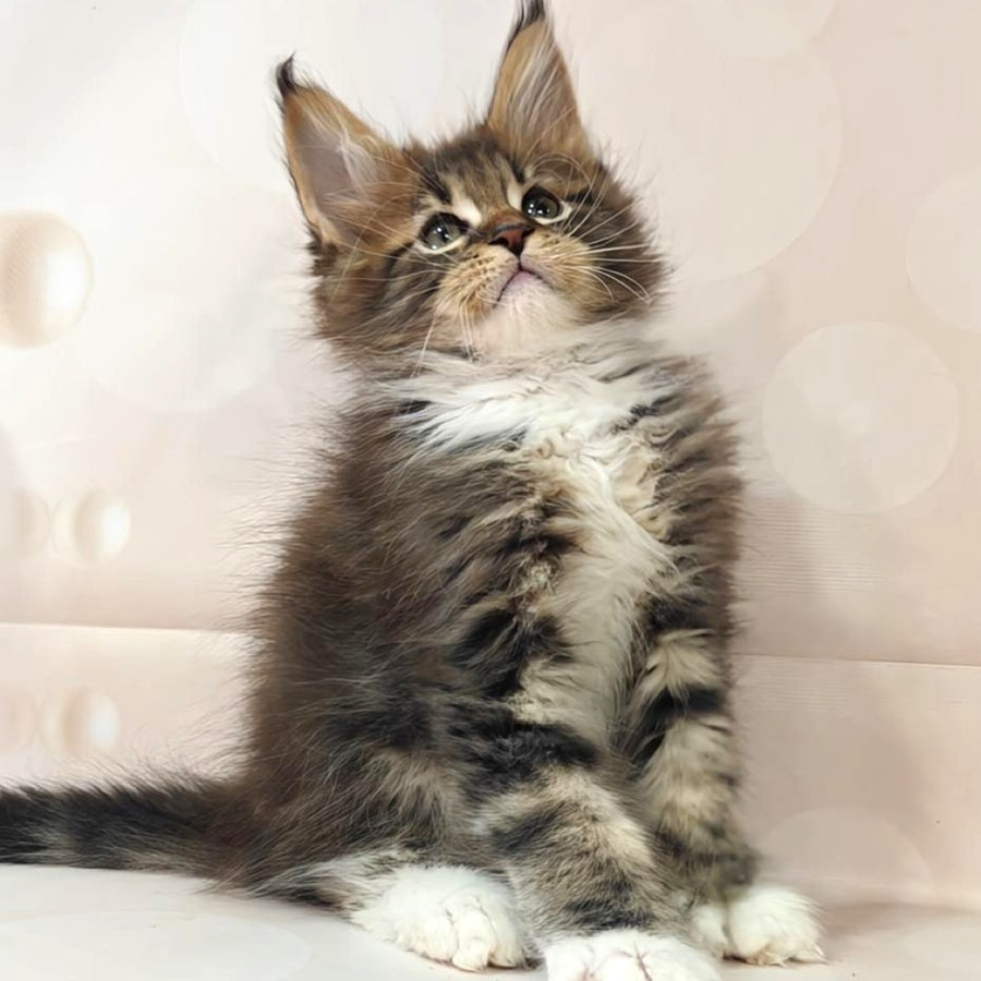 Sheriff Maine Coon polydactyl 6x6x6x6 male, black tabby with white