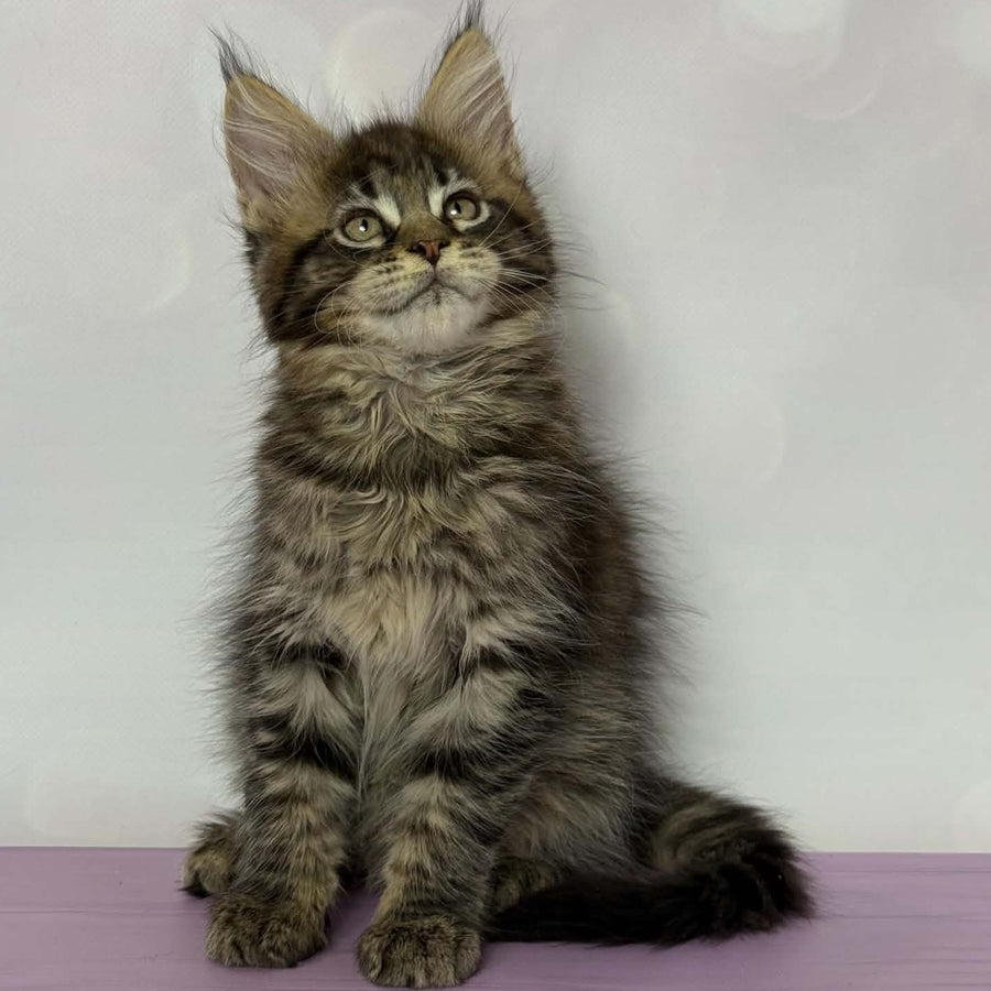 Fanta Maine Coon female, black spotted tabby