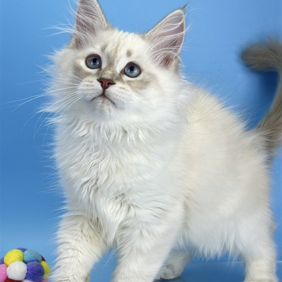 Xander Siberian male, blue tabby pointed