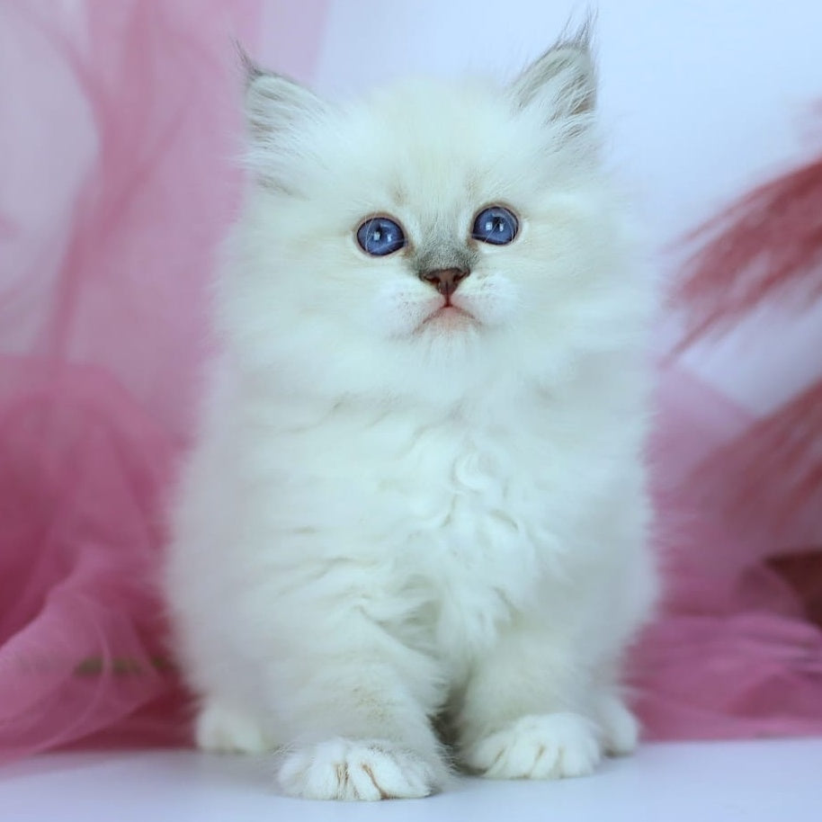 Hennessy Siberian male, blue with white tabby pointed