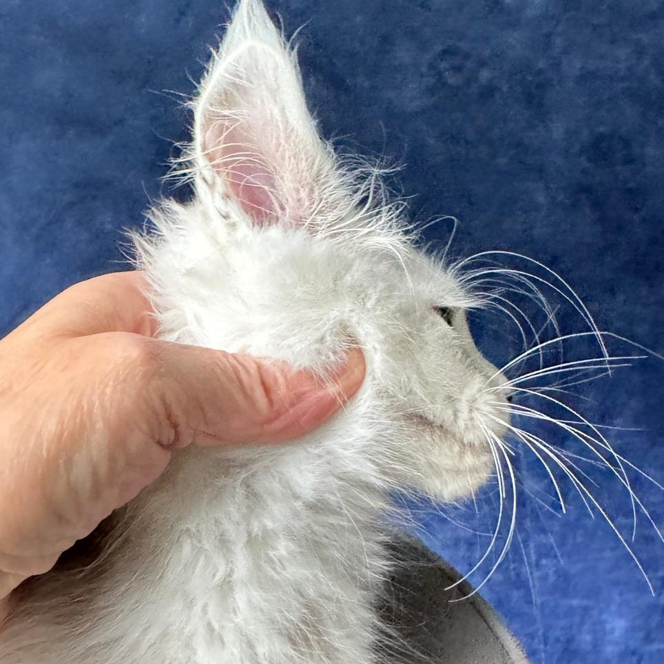 X-Axis Maine Coon male, black silver shaded