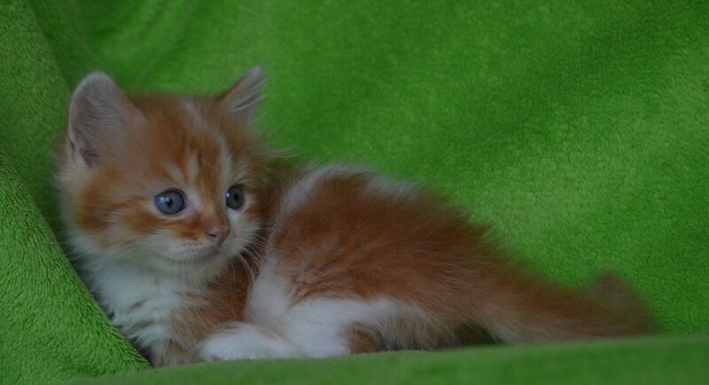Narciss Munchkin male red bicolour tabby - live animals