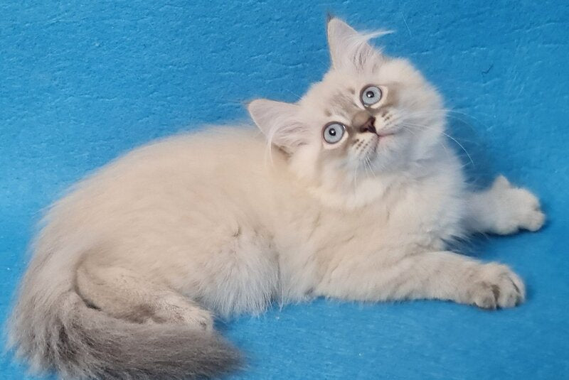 Angel Siberian male blue tabby pointed - live animals