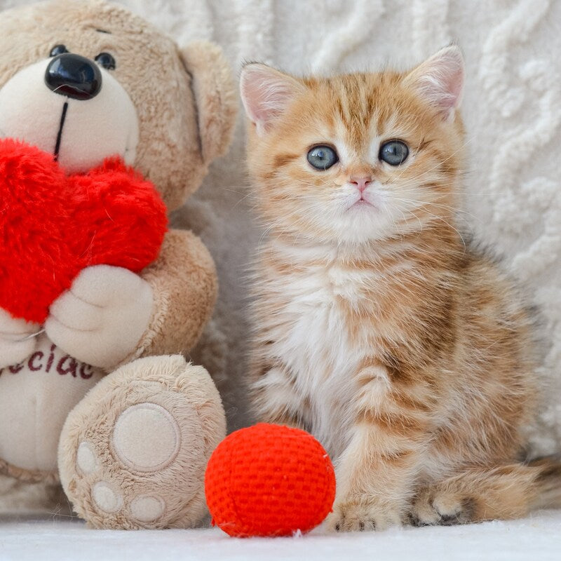 Harvey British Shorthair male, chocolate golden tabby