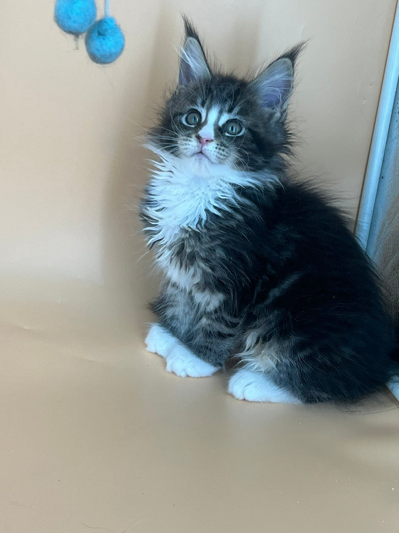 Bershka Maine Coon female, black tortie tabby bicolour