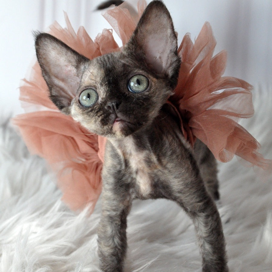Nonna Devon Rex female, black tortie