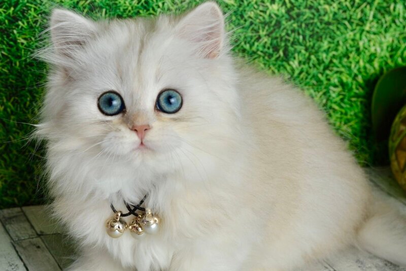 Rina Scottish Straight female black silver shaded - live animals