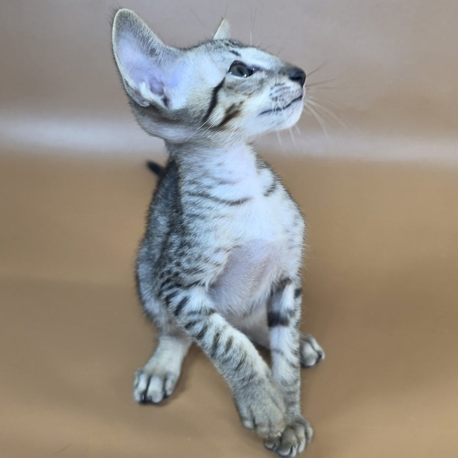 Yorick Oriental Shorthair male, black spotted tabby