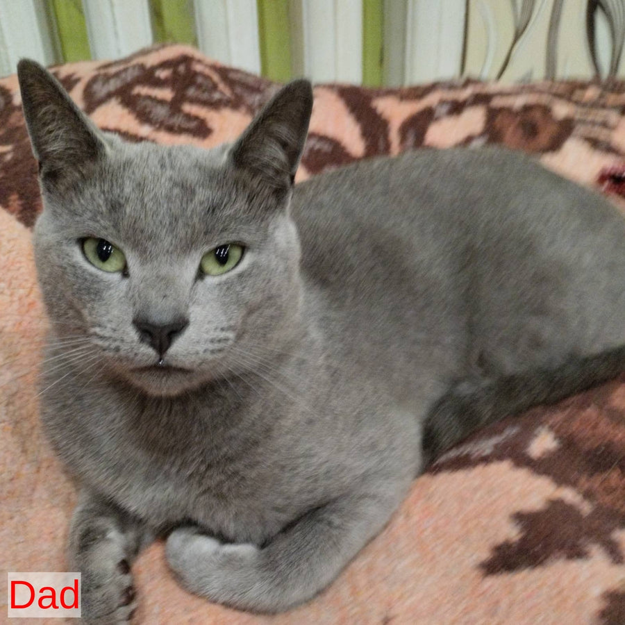 Aron Russian Blue male, blue