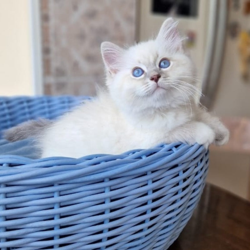 Dimas Siberian male, blue with white tabby pointed