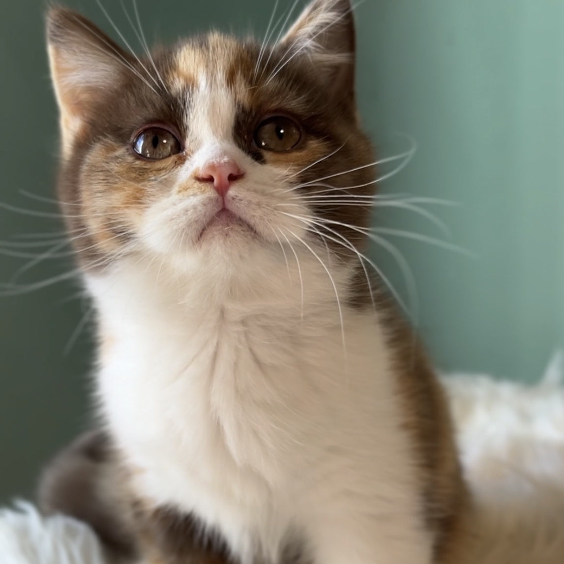 Enigma British Shorthair female, chocolate tortie bicolour