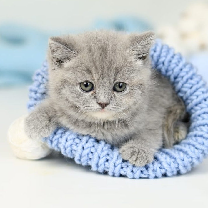 Perseya British Shorthair female, blue tortie