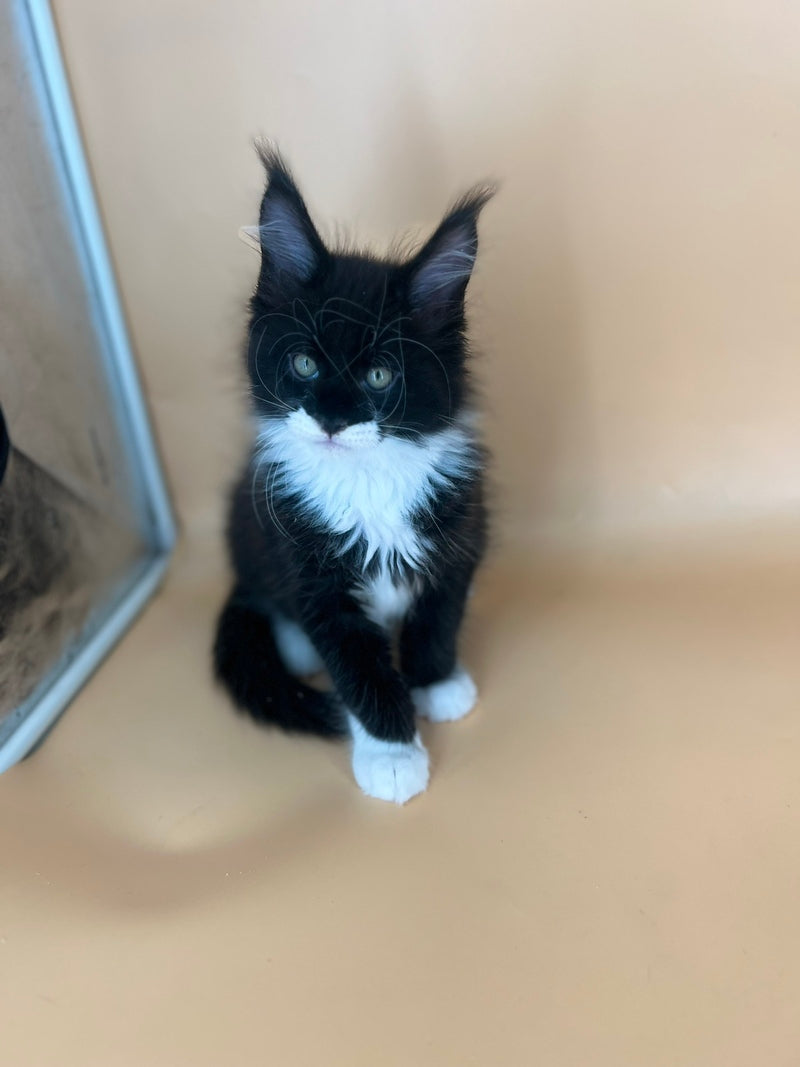 Betmann Maine Coon male, black bicolour