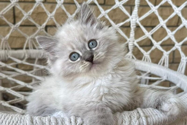 Excellent Siberian male blue pointed bicolour - live animals
