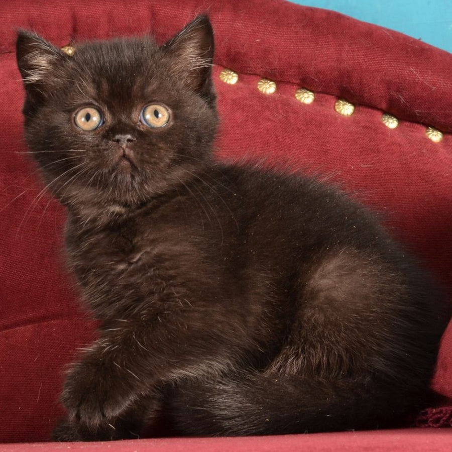 Irma Scottish Straight female, black