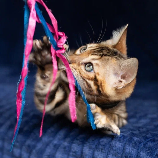 Willli Bengal male, black spotted tabby
